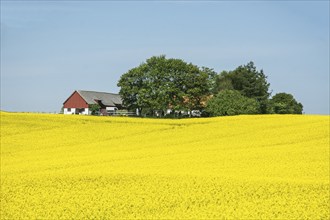 Flowering rape field in front of a farm with trees in Bjäresjö, Ystad Municipality, Skåne County,