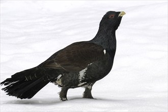 Capercaillie in winter, (Tetrao urugallus), Bavaria, Federal Republic of Germany