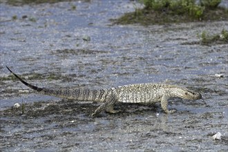 Steppe monitor lizard, (Varanus exanthematicus), looking for food after a rain shower, Etosha