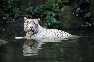 Bengal tiger, Indian tiger (Panthera tigris tigris), adult in water, India, Asia