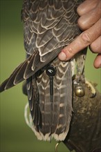 Gerfalcon (Falco rusticolus) young mating bird with radio antenna, Allgäu, Bavaria, Germany,