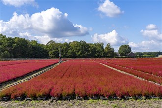 Outdoor area of a horticultural business, autumn plants, heather plants, bell heather, near