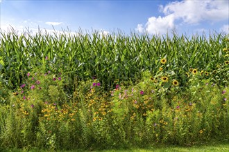 Flower strips on a maize field, the various flowers and plants not only beautify the landscape,