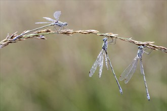 Lestes virens (Lestes virens), Emsland, Lower Saxony, Germany, Europe