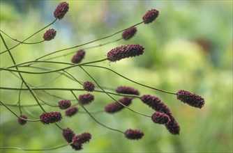 Great burnet (Sanguisorba officinalis), North Rhine-Westphalia, Germany, Europe