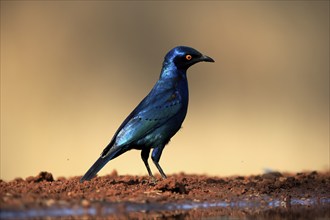 Red-shouldered Glossy Starling (Lamprotornis nitens), adult, at the water, alert, Kruger National