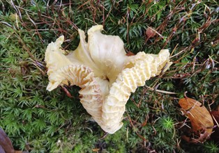 Inguinal fungus on the forest floor in autumn, Hagen, North Rhine-Westphalia, Germany, Europe