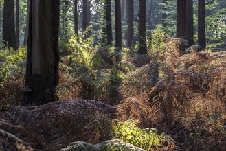 Bracken fern (Pteridium aquilinum) in spruce forest, Emsland, Lower Saxony, Germany, Europe