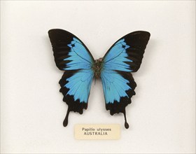 Mounted pinned Papilio Ulysses butterfly from Australia in display case