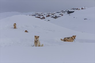 Greenland dogs in deep snow in front of Inuit settlement, Husky, Winter, Tasiilaq, East Greenland,