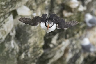 Atlantic puffin (Fratercula arctica) adult bird in flight with sea cliffs in the background in the