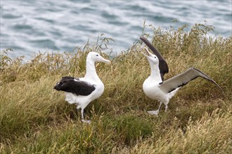 Albatros (Diomedea sanfordi), Taiaroa Head, Otago Peninsula, Neuseeland