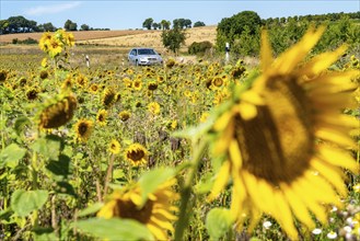 Country road, with car, sunflower field south-east of Nideggen, in the Rureifel, North