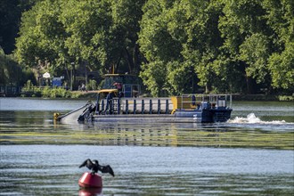 Mowing boat Nimmersatt, of the Ruhrverband, tries to keep the green plant carpet on the Lake