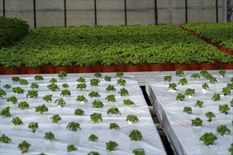 Agriculture, herb nursery, basil seedlings, growing in a greenhouse