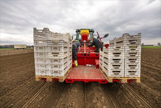 Early potatoes are placed in the soil of the field with a planting machine, Agriculture, Spring