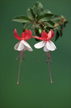 Fuchsias (Fuchsia), flowering, flower, Ellerstadt, Germany, Europe