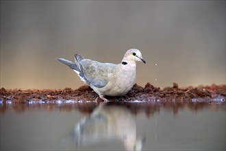 Coot Pigeon (Streptopelia capicola), Cape Pigeon, adult, at the water, Kruger National Park, Kruger