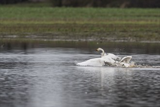 Tundra swans (Cygnus bewickii), fighting, Emsland, Lower Saxony, Germany, Europe