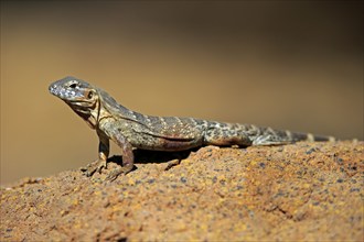 East Mexican Black Iguana, (Ctenosaura acanthura), adult, on rocks, foraging, warming up,