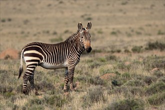 Cape Mountain Zebra (Equus zebra zebra), adult, foraging, Mountain Zebra National Park, Eastern