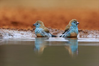 Angolan butterfly finch (Uraeginthus angolensis), blue-eared butterfly finch, adult, two birds, at