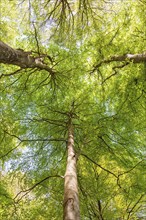 Green tree canopies in a beech (Fagus sylvatica) forest from below in spring