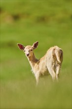 European fallow deer (Dama dama) fawn standing on a meadow, Kitzbühel, Wildpark Aurach, Austria,