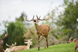 Red deer (Cervus elaphus) stag walking on a meadow in the mountains in tirol, yawning, Kitzbühel,