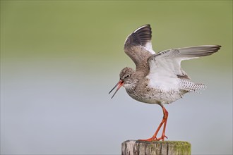 Common redshank (Tringa totanus), Lower Saxony, Germany, Europe