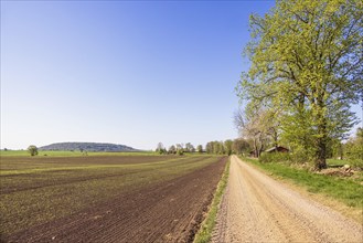 Long straight dirt road by green fields and trees in a rural landscape view with a hill in the