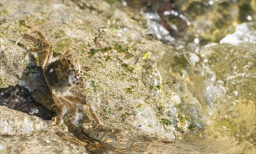 Chinese mitten crab (Eriocheir sinensis), invasive species, neozoon, crab, juvenile clings to the