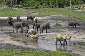 African forest elephants (Loxodonta cyclotis) in the Dzanga Bai forest clearing, Dzanga-Ndoki