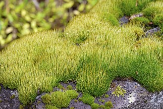 Moss, moss cushion with raindrops growing on a porous stone, close-up, Moselle,