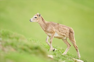 European mouflon (Ovis aries musimon) running walking on a meadow, tirol, Kitzbühel, Wildpark