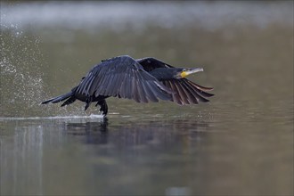 Great cormorant (Phalacrocorax carbo) in flight, Lower Saxony, Germany, Europe