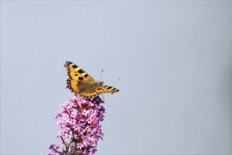 Small tortoiseshell (Aglais urticae), on summer lilac or butterfly-bush (Buddleja davidii), Wilden,