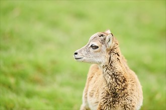 European mouflon (Ovis aries musimon) youngster standing on a meadow, tirol, Kitzbühel, Wildpark