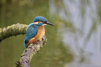 Common kingfisher (Alcedo atthis), Lower Saxony, Germany, Europe