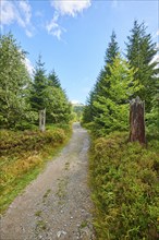 Hiking trail to Mount Lusen in late summer, Bavarian Forest, Bavaria, Germany, Europe