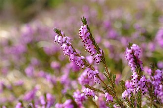 Erica blossom, spring heather, Erica, Kramerplateauweg, Garmisch-Partenkirchen, Werdenfelser Land,