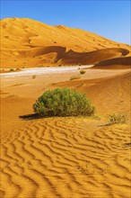 Wind-sculpted curved sand dunes with green vegetation, in the Rub al Khali desert, Dhofar province,