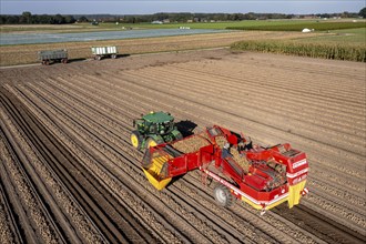 Potato harvesting, so-called split harvesting method, first the tubers are taken out of the ground