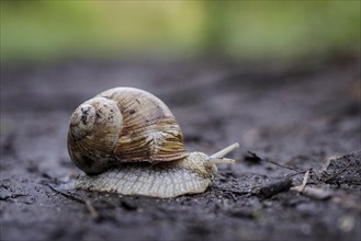 A vineyard snail crawls along a forest path near Münster, 08/04/2024