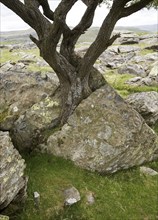 Biotic weathering as growing tree splits rock apart, Austwick, Yorkshire Dales national park,