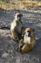 Two baboons sitting relaxed in the sand under trees in the sunshine, chacma baboon (Papio ursinus),