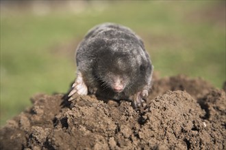 Dead mole on pile of soil, Suffolk, England, UK