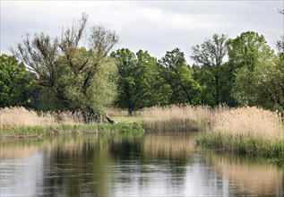 Unregulated natural course of the Spree, Mönchwinkel, 16 05 2023