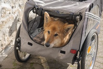 Spanish herding dog, a Pastor Garafiano, looks out of a bicycle trailer, Lower Franconia, Bavaria,