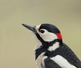 Great spotted woodpecker (Dendrocopus major) male, animal portrait, animals, birds, woodpeckers,